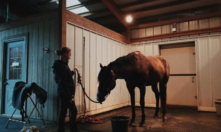 man standing in front of horse